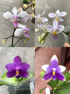 大仙兰园佛山店 台湾和国内蝴蝶 多品种拍下时有可能花已经谢了