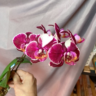 大仙兰园佛山 不知名品种一物一拍 A376