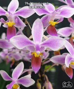 大仙兰园佛山店   台湾美琪 原生EQ蝴蝶兰 姬蝴蝶兄弟交 2.5寸