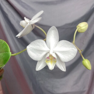 大仙兰园佛山店 台湾美琪原生蝴蝶兰 大武阿嬷 2.5寸开花株