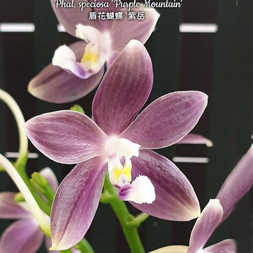 大仙兰园佛山店  台湾美琪 盾花蝴蝶紫岳 2.0寸 叶损