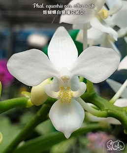 大仙兰园佛山店 台湾美琪 原生 EQ蝴蝶兰 姬蝴蝶兰白的变种兄弟交
