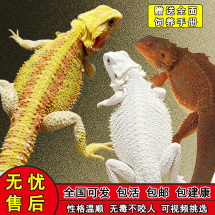 鬃狮蜥蜴柑橘黄红白色超白zero网红宠物幼体活体入门级爬宠苗子
