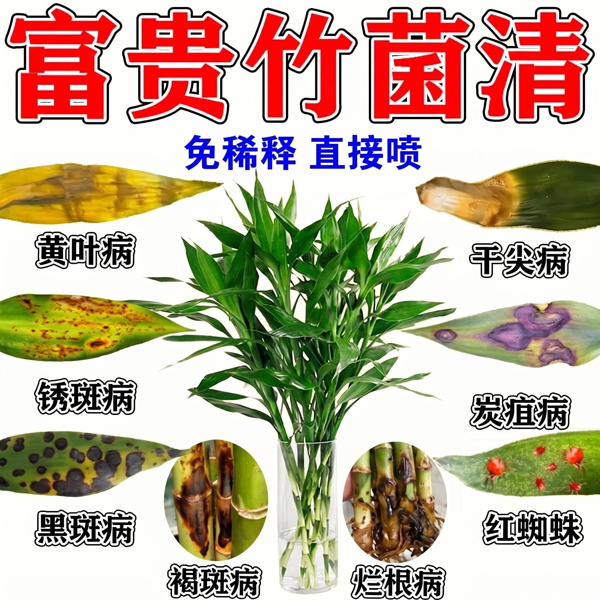 富贵竹营养液防烂根治黄叶免稀释