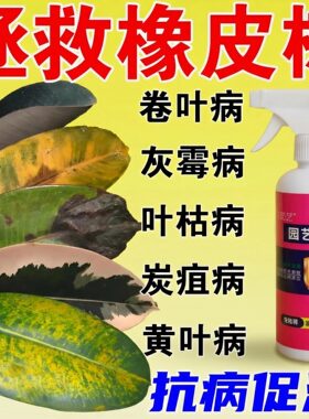 花茹艺橡皮树专用杀菌营养液肥料