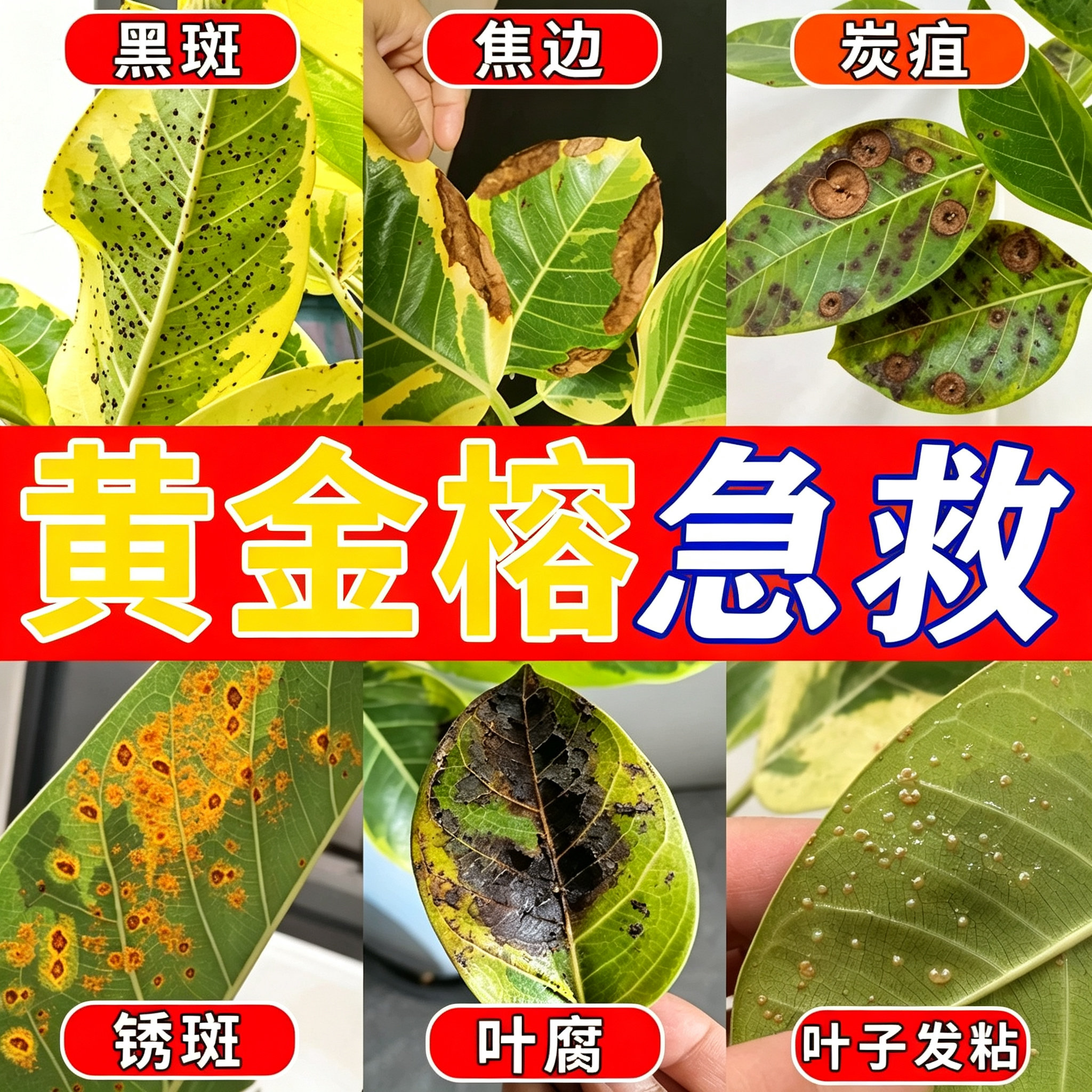 黄金榕叶斑专用营养液杀菌防黄