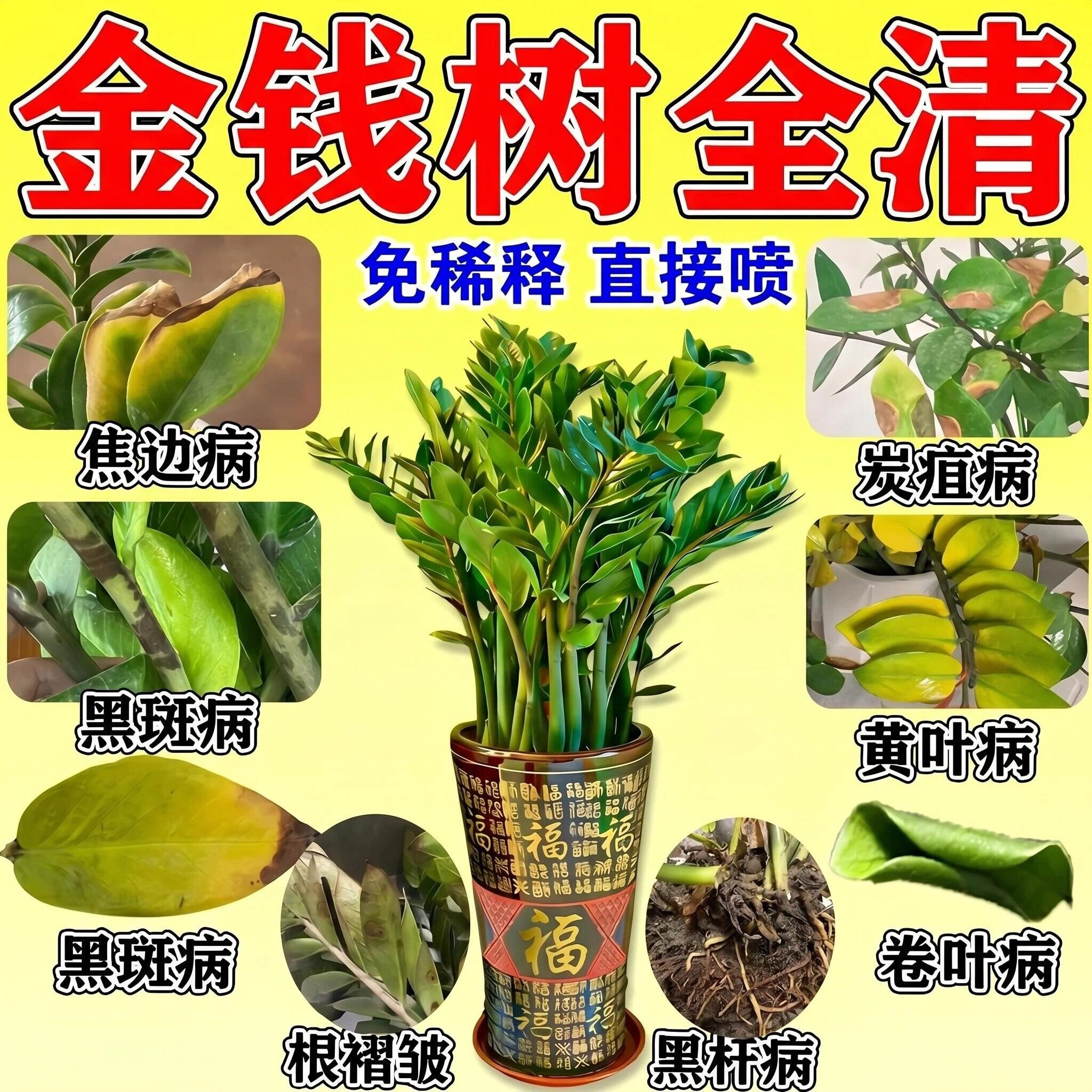 金钱树专用营养液杀菌补营养