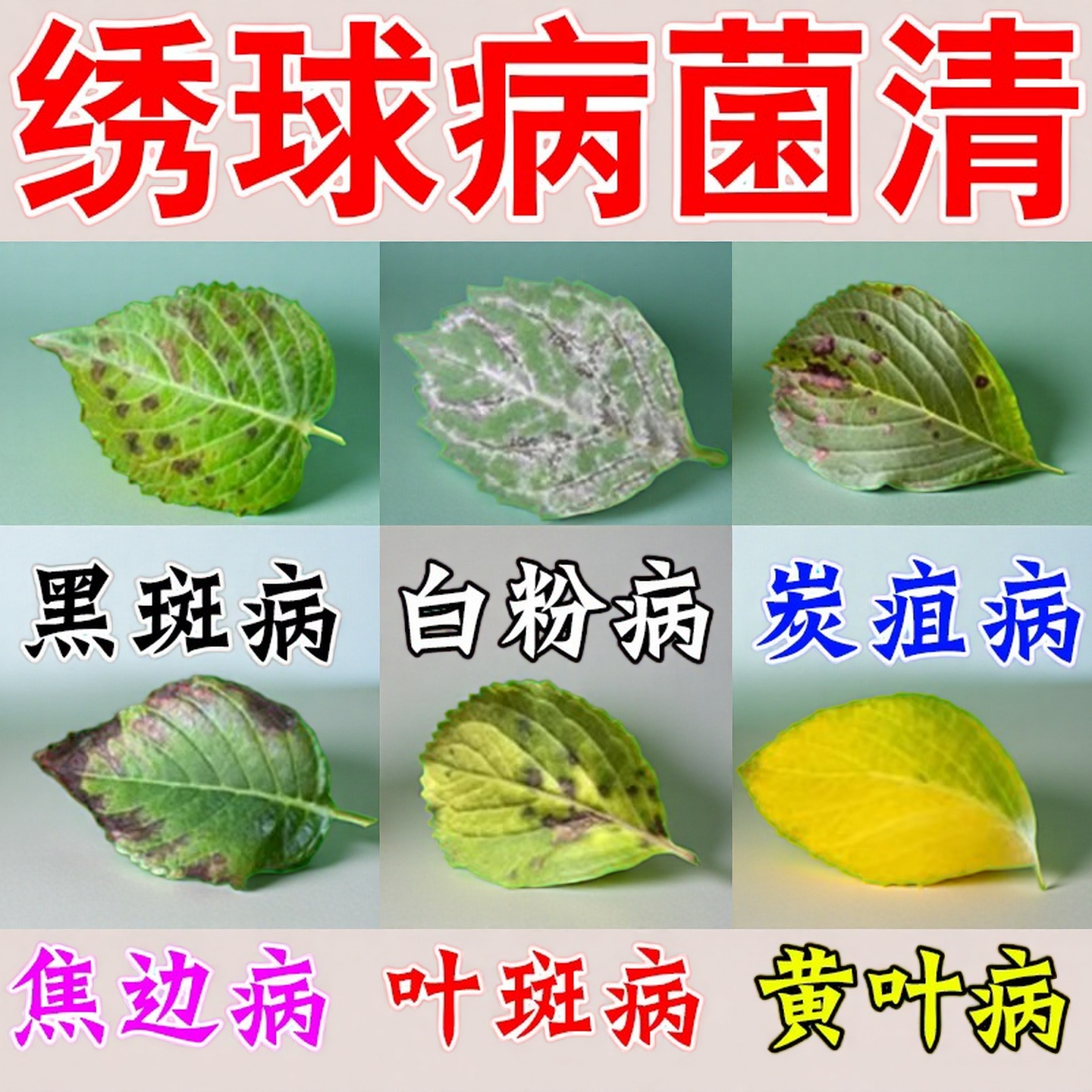 绣球花专用杀菌营养液