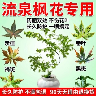 流泉枫树专用营养液肥料红枫防叶子发黄掉叶枯叶焦叶白粉防病防菌