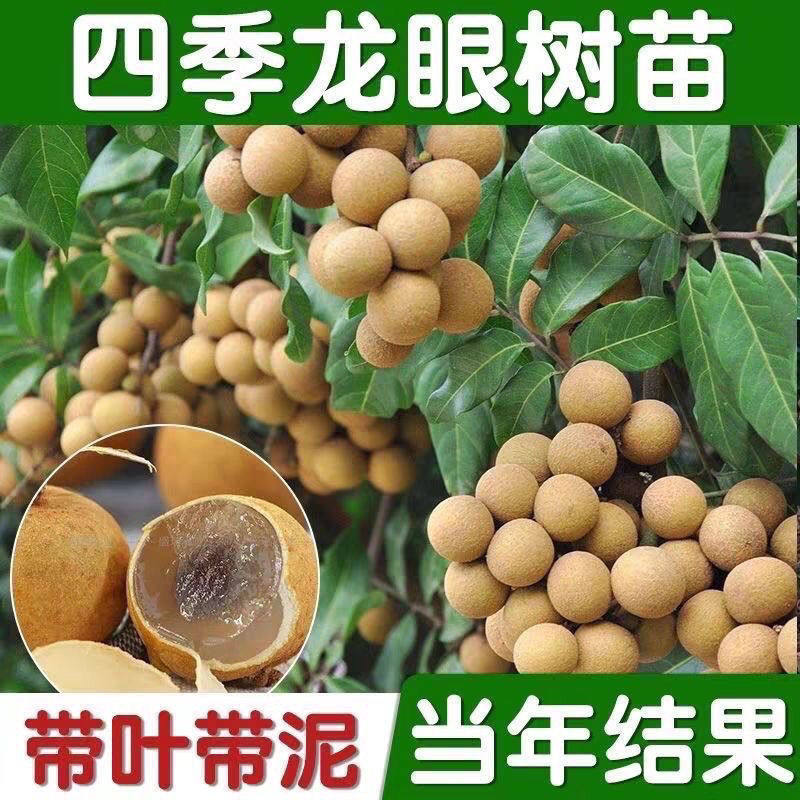 龙眼树苗石硖储良四季龙眼南方种植嫁接苗桂圆苗地栽庭院种植带土