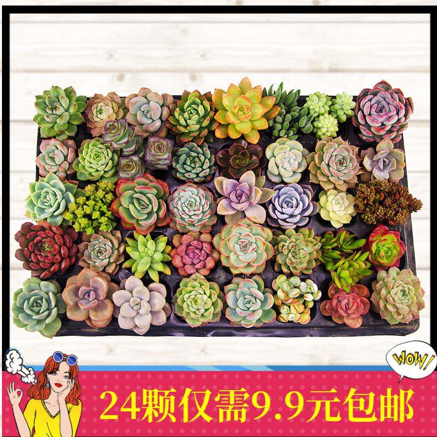 40颗多肉清棚小贵货老桩超大组合一筐一拍植物生石花种子盆栽