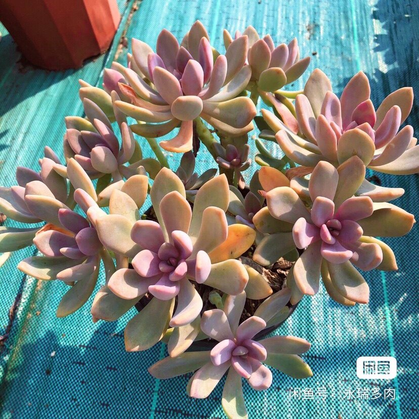 冬美人老桩多肉群生盆栽植物室外阳台好养贵货大颗高颜值花