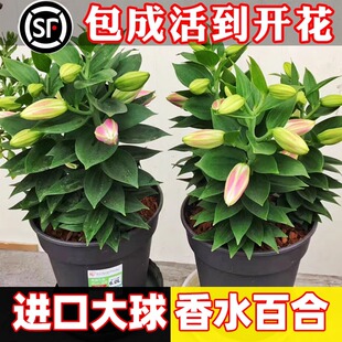 香水百合种球带芽大球盆栽重瓣种子四季开花卉室内外地栽耐寒进口