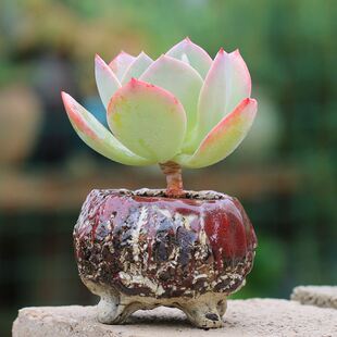 白凤多肉植物血凤老桩阳台室内窗台办公桌盆栽绿植花卉吸醛