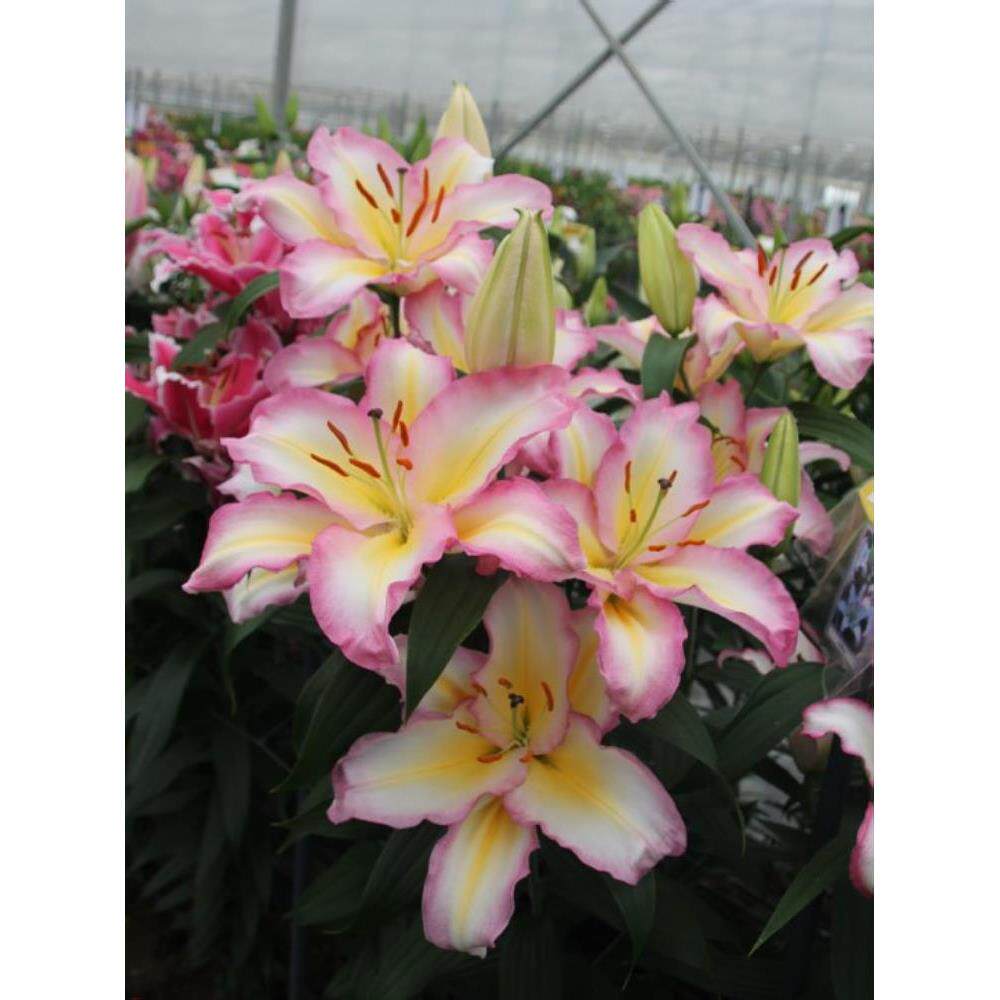 现货发荷兰进口香水百合花种球家庭园艺阳台庭院盆栽种皇帝