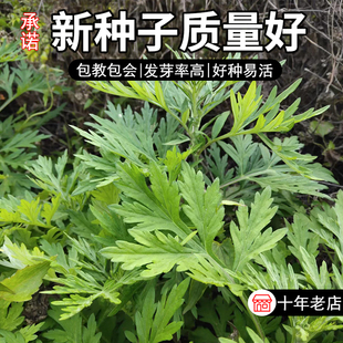 艾草种子食用药用驱蚊草艾叶种籽野生大小叶艾蒿青蒿种植四季驱蚊