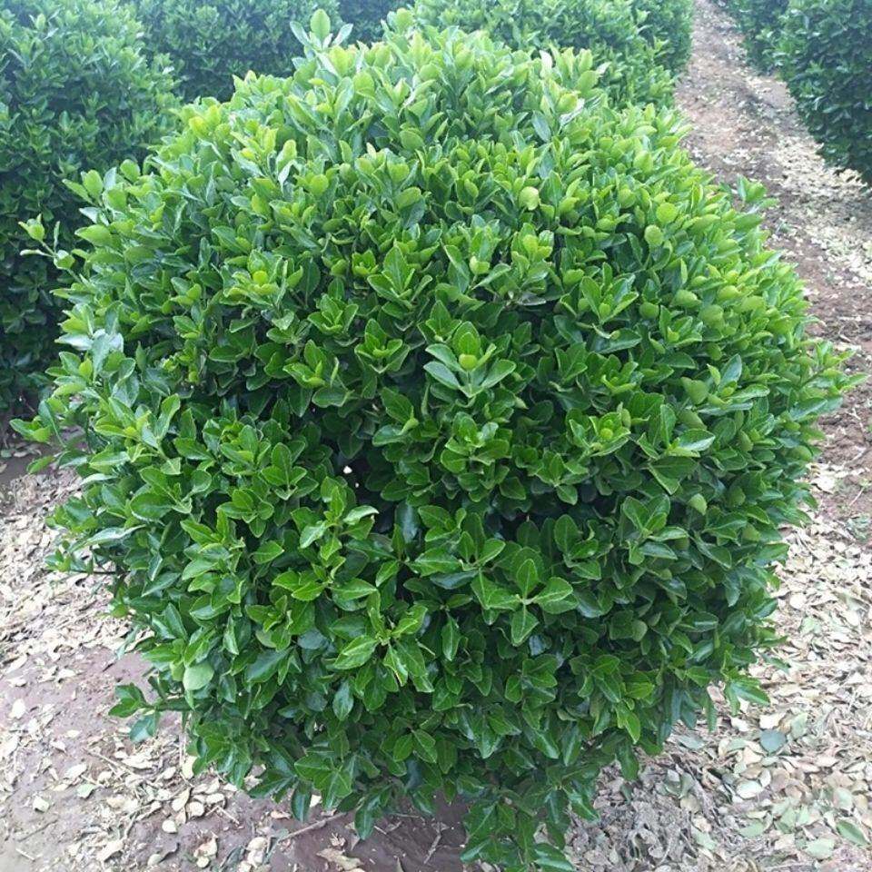 大叶冬青球四季常青地栽耐寒植物花卉球型庭院围墙篱笆树绿化苗木