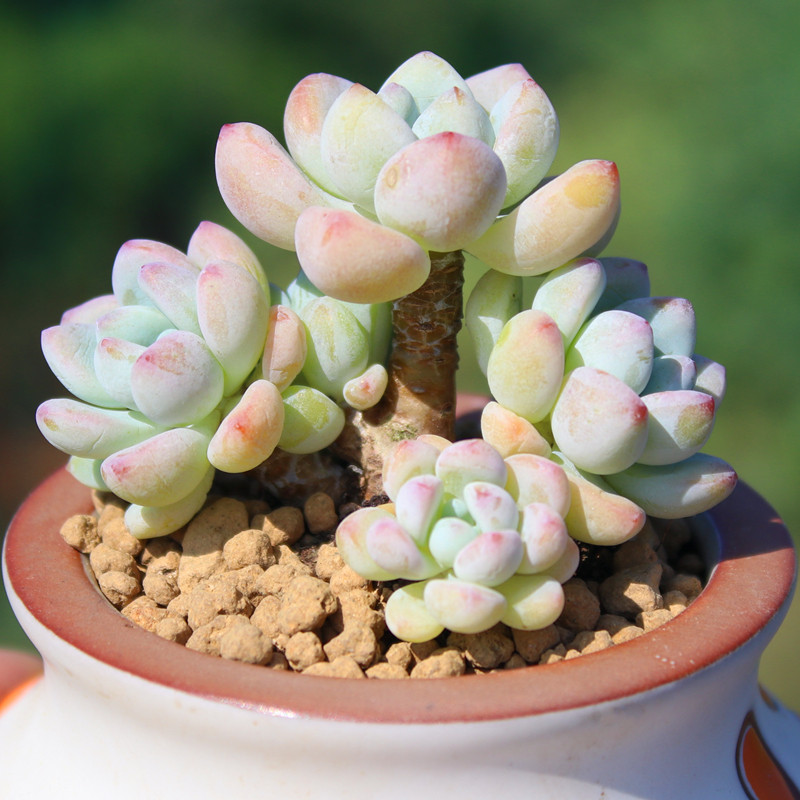 劳尔 多头群生老桩 有香味的多肉植物 罗琦果冻色 控养 花卉盆栽