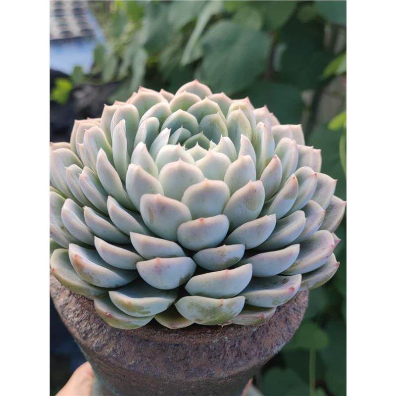 墨西哥雪球控养精选状态单头多头多肉植物 阳台楼顶盆栽绿植花卉