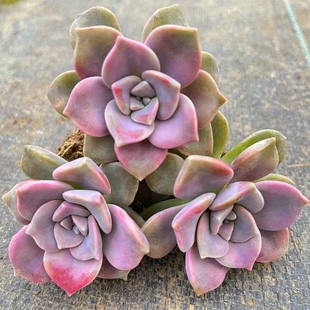 紫乐多肉单头多头群生阳台露天新手好养基地直发多肉植物