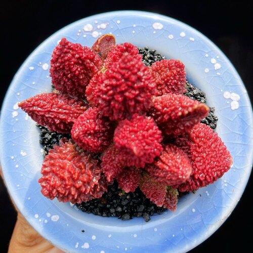 大疣朱紫玉水泡多肉植物