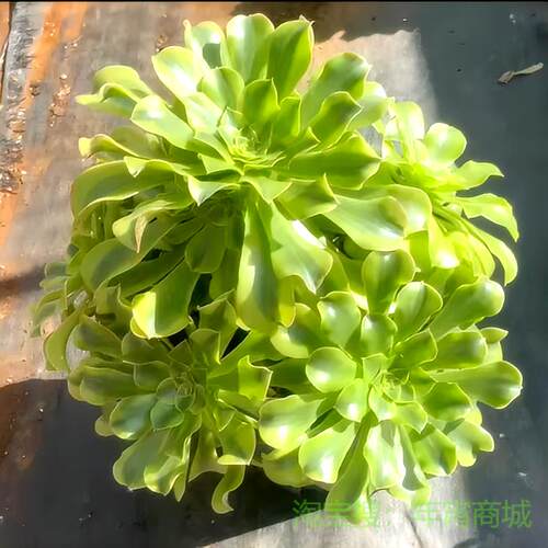绿豆沙高端法师锦绿体美杜莎办公室内桌面阳窗台绿植花卉多肉植物
