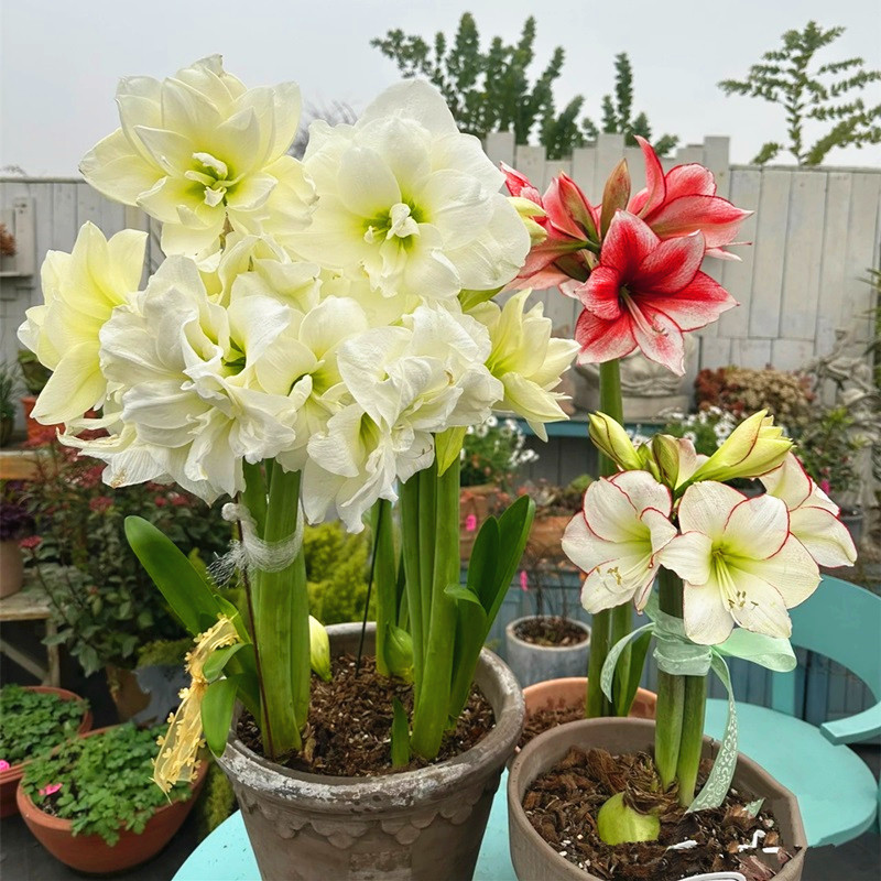 朱顶红种球盆栽四季开花卉植物室活页胶圈