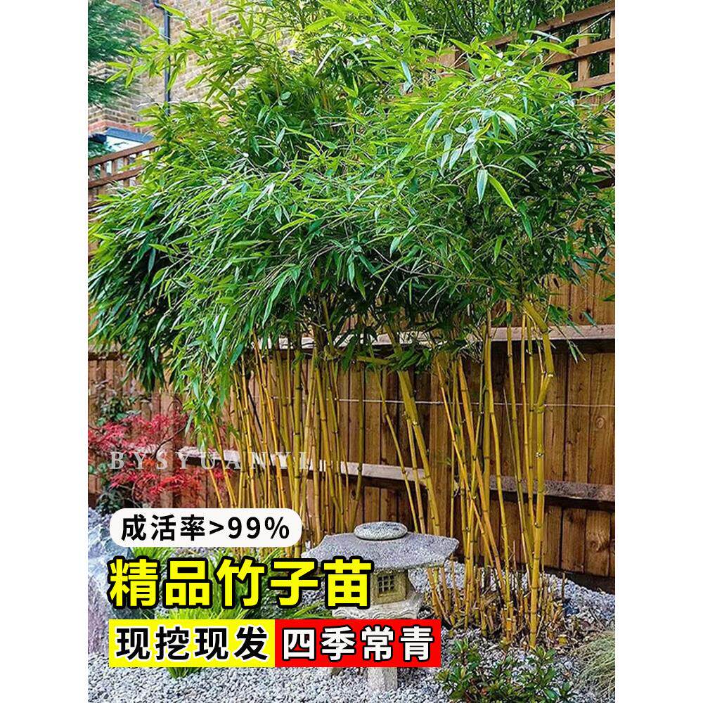 竹子苗庭院四季耐寒植物观赏大型竹子盆栽紫竹苗黄金竹罗汉竹绿植