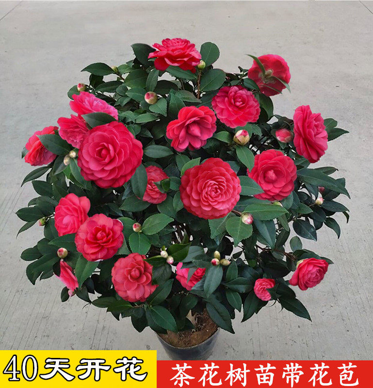 带花苞香妃山茶花盆栽五色赤丹花卉植物室内好养茶花树苗四季开花