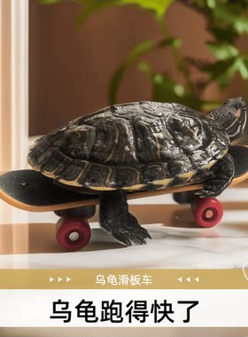 乌龟滑板车玩具爬行宠物陆地平衡小乌龟儿童益智男孩女孩生日礼物