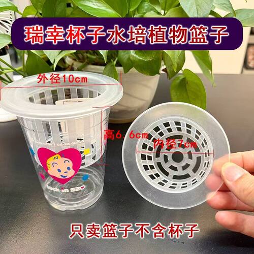 水培器皿塑料透明圆柱形花盆蔬菜豆种子多肉荔枝红薯定植篮种植瓶