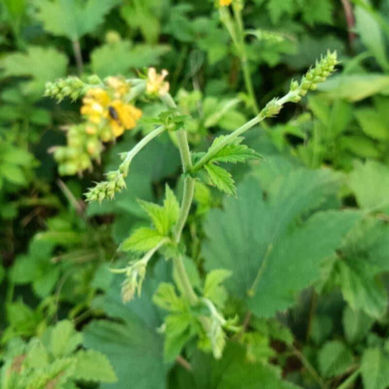 贵州新鲜现采中药材仙鹤草龙芽草狼牙草金顶龙牙干货500g