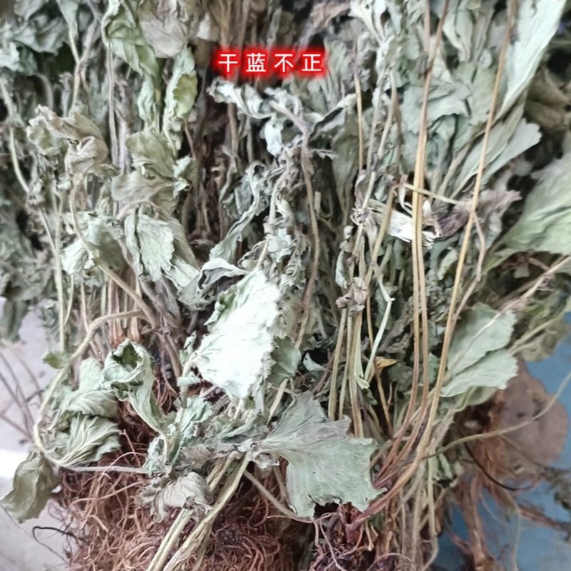中药材蓝不正追风七水杨梅路边青兰布正蓝布正干全草500g煲汤