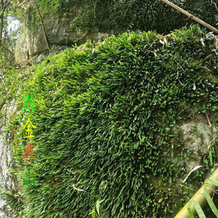 深山中药材抱石莲金石瓜子金星草瓜米菜肉石斛抱树莲中草药500g