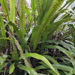 中药材500g生鲜七星草凤尾金星七星剑旋鸡尾排骨草根干货无硫整棵