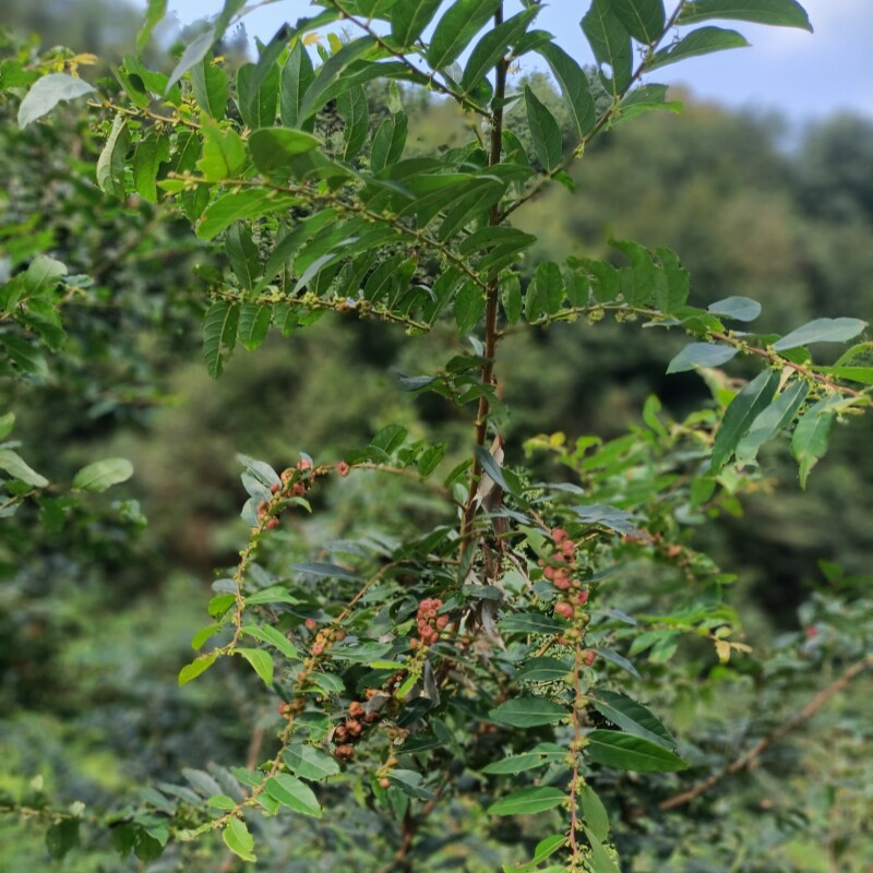 中药材算盘子干根片黎击子八瓣橘馒头果臭山橘百荚结雷打柿枝叶根