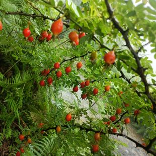 贵州特产时令水果砂糖果沙糖果刺莓果刺梅果端阳果栽秧果糖罐泡酒