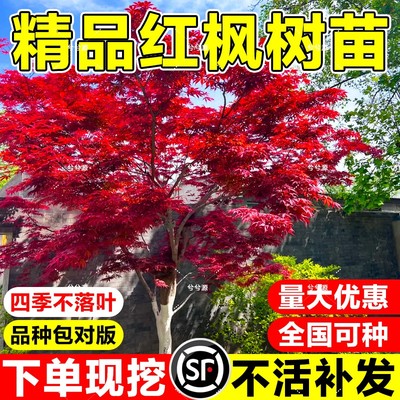 小二强烈推荐（红枫小苗）