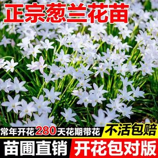 葱兰花苗韭菜兰花苗风雨兰苗多年生耐寒耐旱四季播种工程绿化花苗