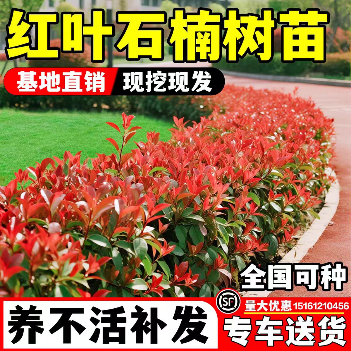 （小二推荐）工程绿化色块苗