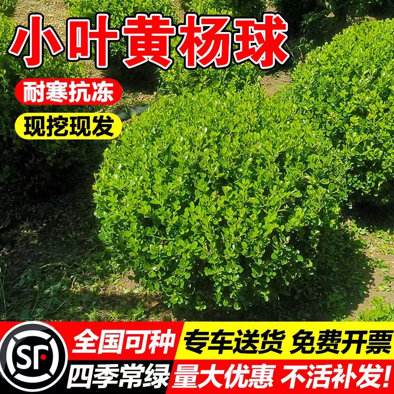 小叶黄杨球瓜子黄杨四季常青别墅地栽庭院花坛耐寒绿化植物篱笆墙