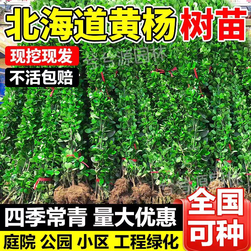 北海道黄杨苗冬青树苗四季常青耐寒耐旱庭院围墙绿篱绿化直立绿植