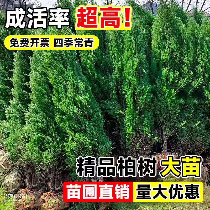 松柏树苗带土柏树侧柏塔柏龙柏松树坟地坟前墓前绿植园林绿化工程