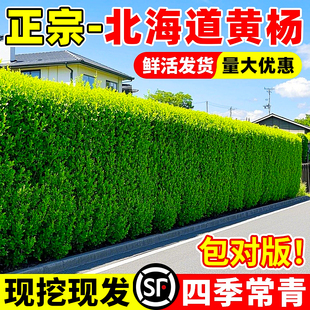冬青树苗法国北海道黄杨直立篱笆墙庭院围墙植物四季常青耐寒绿篱