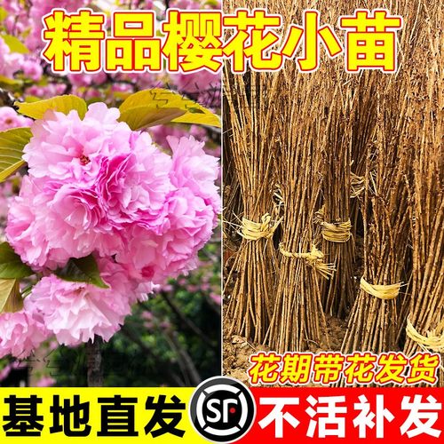 精品樱花小苗60天包成活