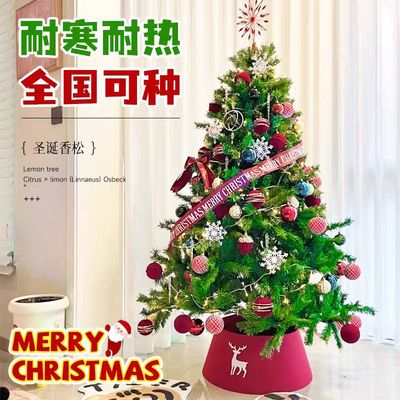 （小二推荐）圣诞树真树基地直销