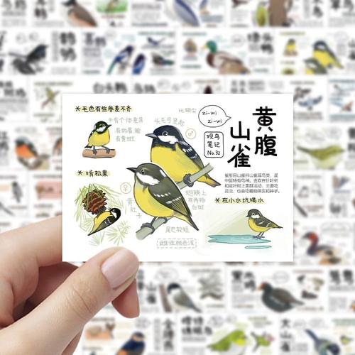 108张鸟类图鉴贴纸鸟类品种习性学习科普知识装饰手机水杯贴画diy