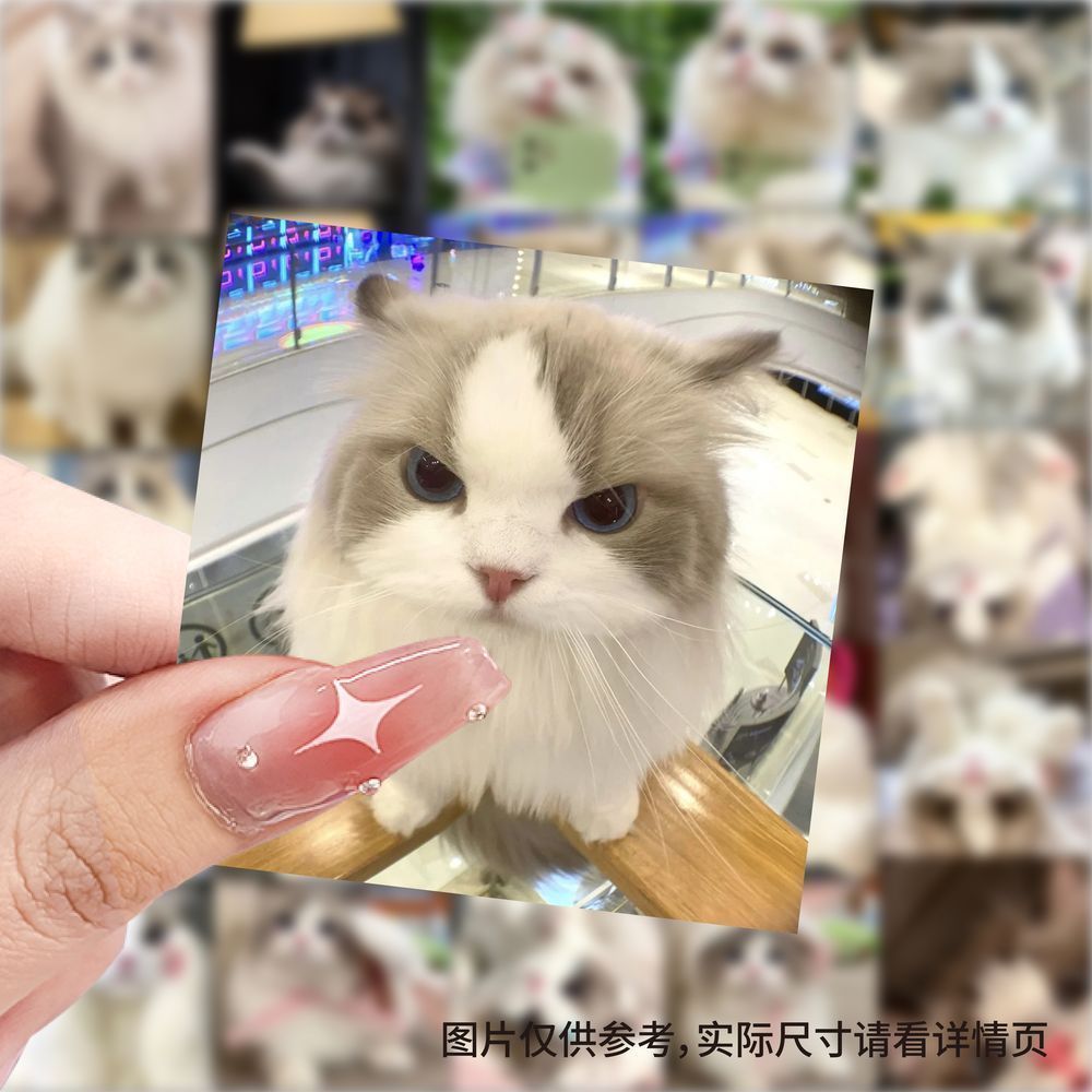 59张可爱布偶猫贴纸软萌小猫咪宠物头像表情包装饰行李箱防水贴画