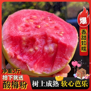 福建土芭乐新鲜红心软芭乐软糯红心番石榴鸡屎果孕妇水果5斤现摘