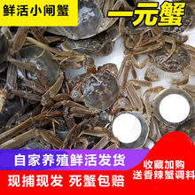 活蟹全母60送10只鲜活满黄满膏一元蟹河蟹大小闸蟹小螃蟹公母包邮